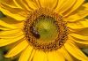 Eifelschwarm - Bienen in der Südeifel